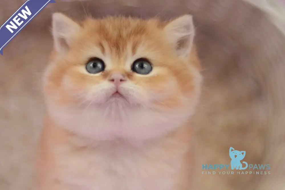 Tom British Shorthair male black golden shaded live animals