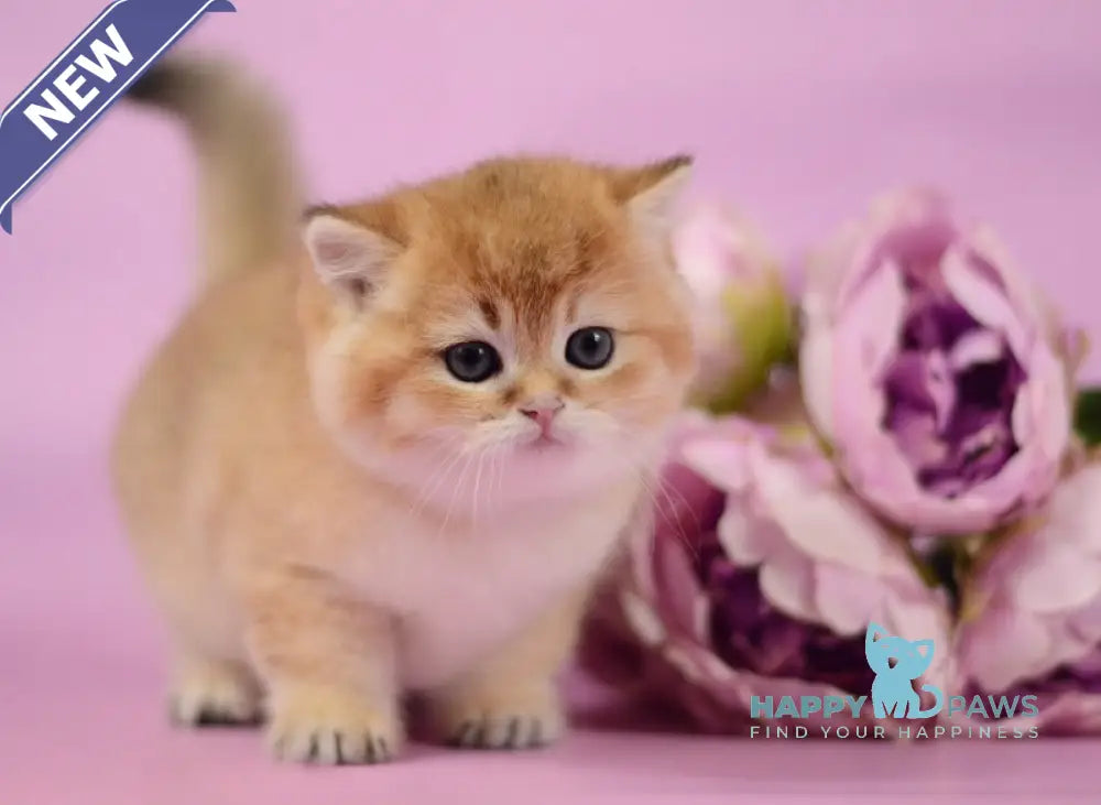 Tom British Shorthair male black golden shaded live animals