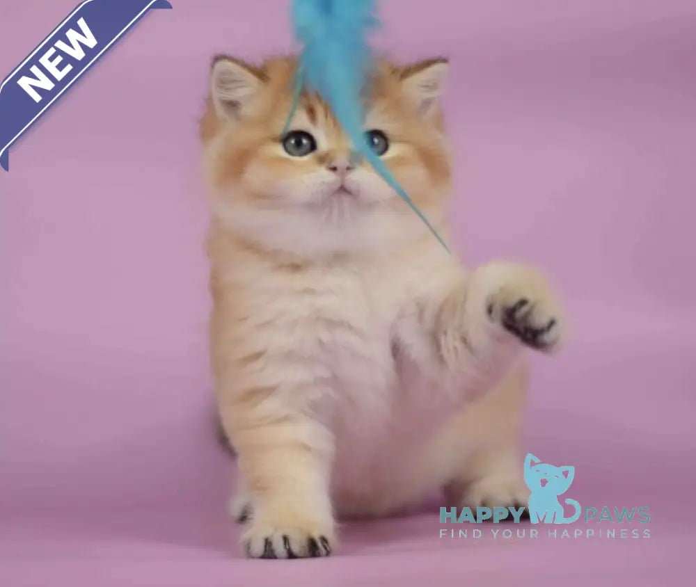 Tom British Shorthair male black golden shaded live animals