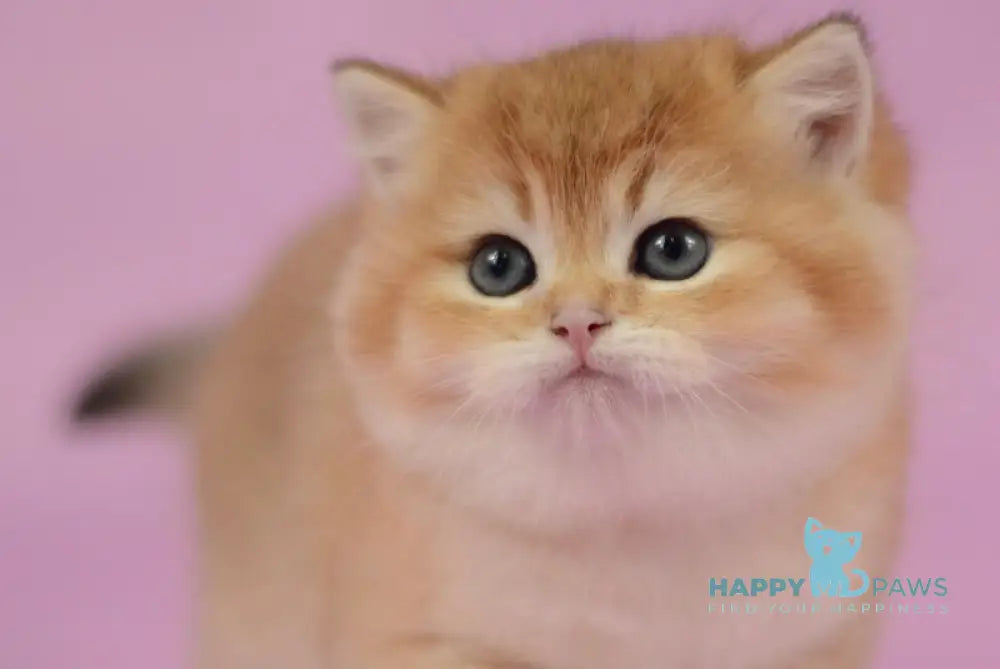 Tom British Shorthair male black golden shaded live animals