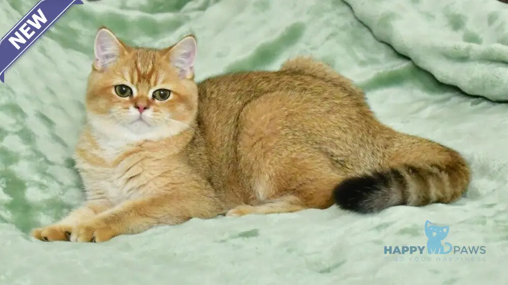 Tom British Shorthair male black golden shaded live animals