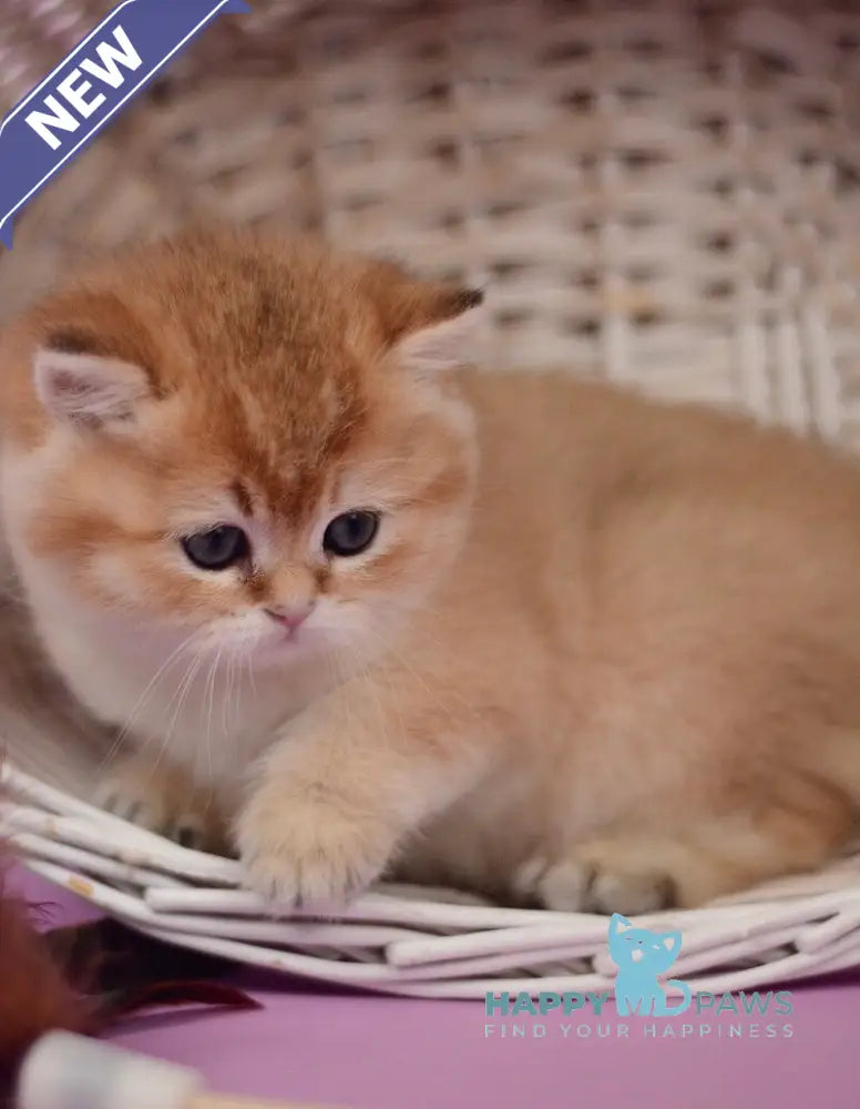 Tom British Shorthair male black golden shaded live animals