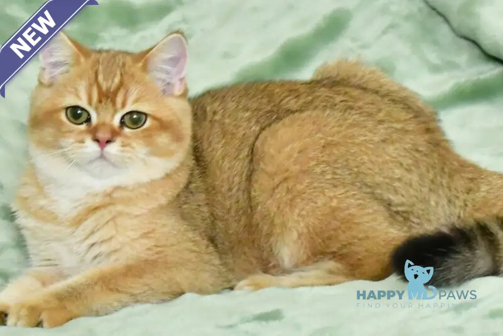 Tom British Shorthair male black golden shaded live animals