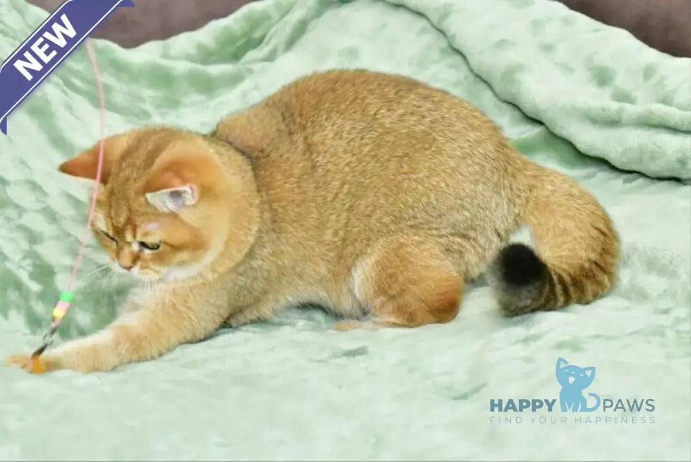 Tom British Shorthair male black golden shaded live animals