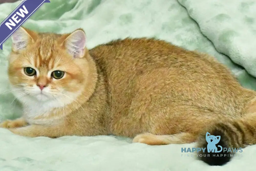 Tom British Shorthair male black golden shaded live animals
