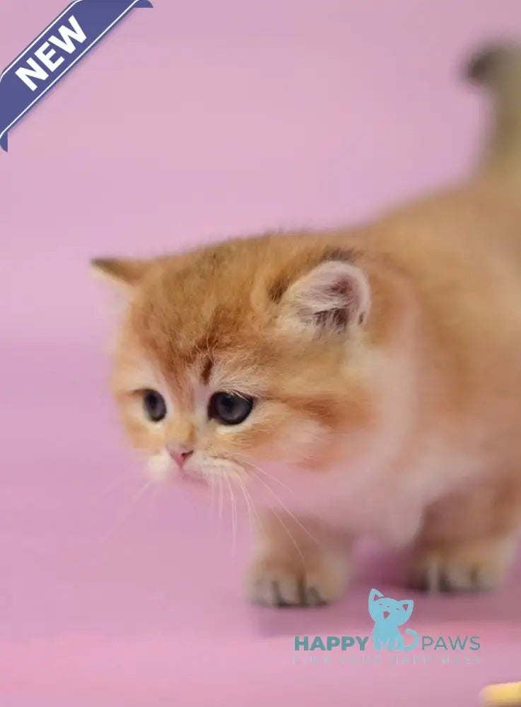 Tom British Shorthair male black golden shaded live animals