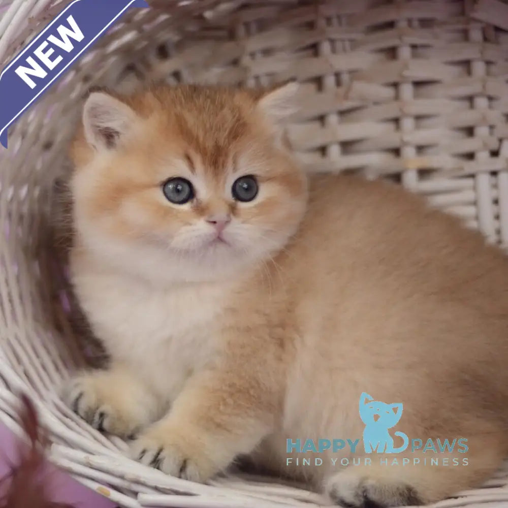 Tom British Shorthair male black golden shaded live animals