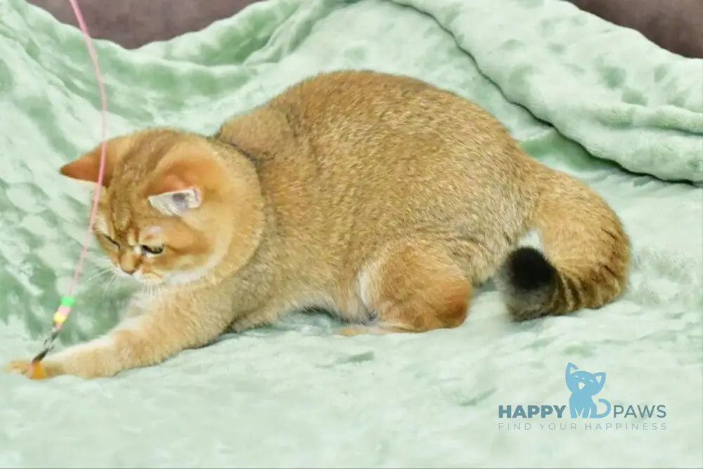 Tom British Shorthair male black golden shaded live animals