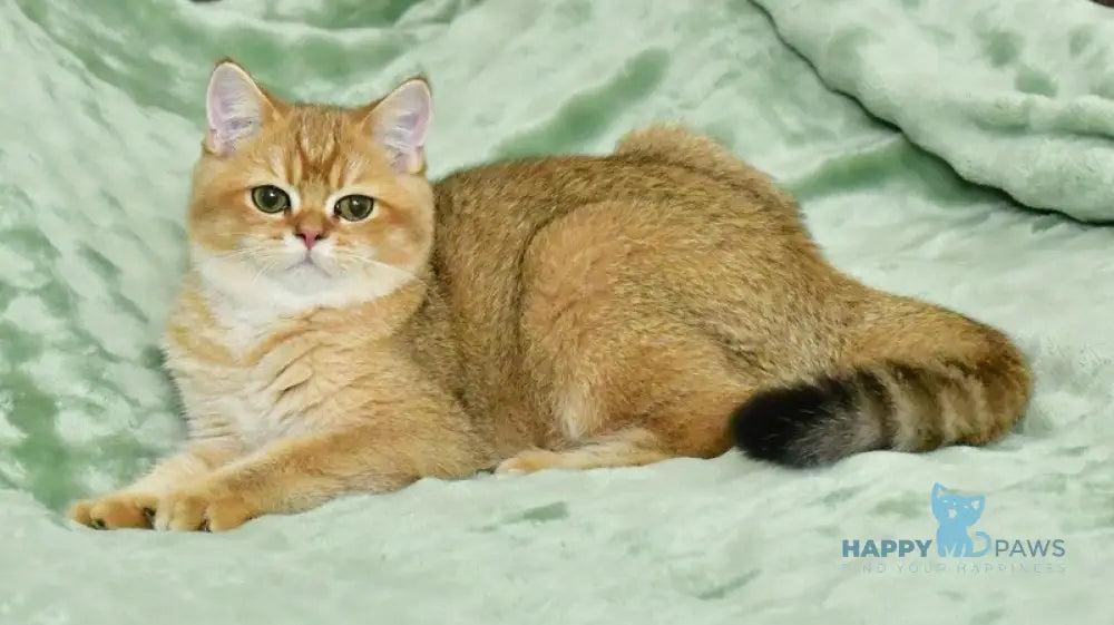 Tom British Shorthair male black golden shaded live animals