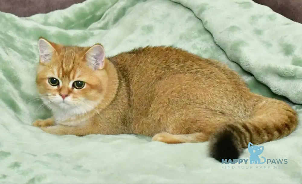 Tom British Shorthair male black golden shaded live animals