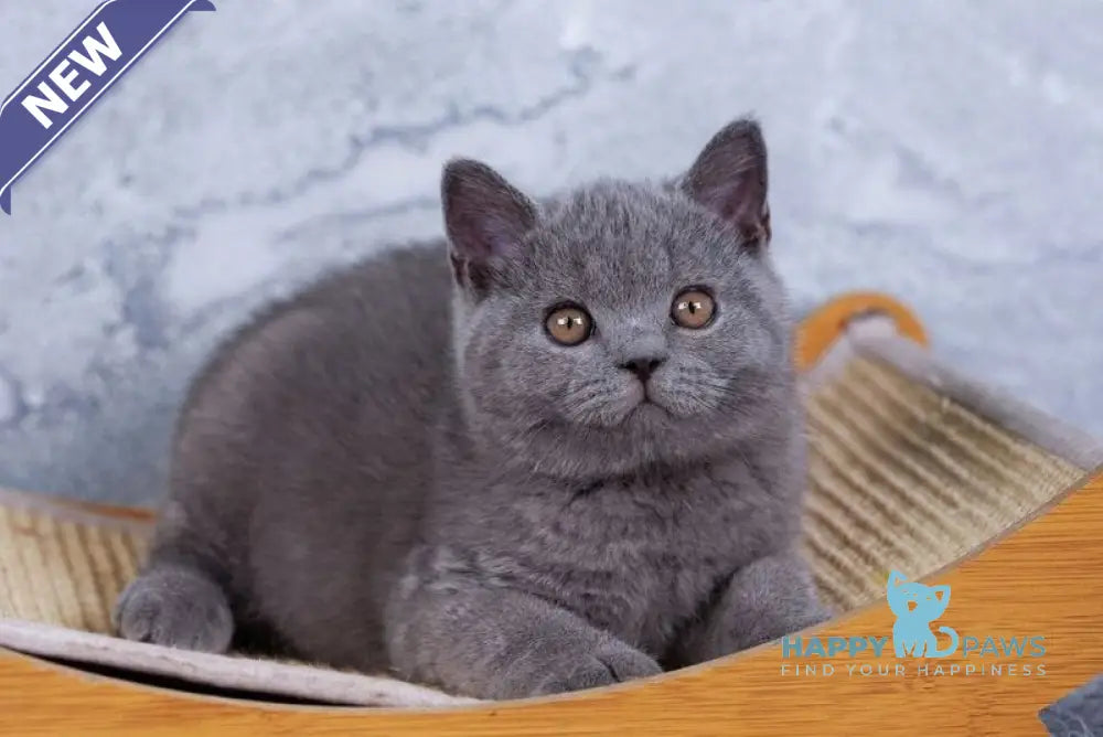 Tom British Shorthair male blue live animals