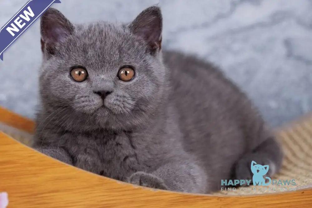 Tom British Shorthair male blue live animals
