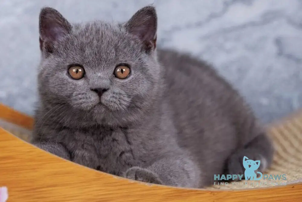 Tom British Shorthair male blue live animals