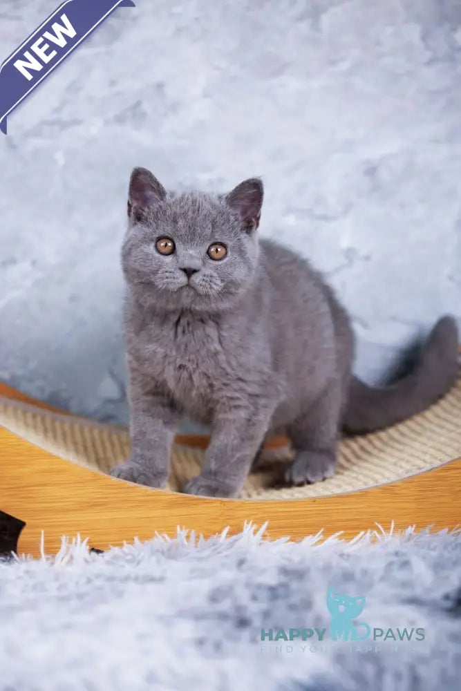 Tom British Shorthair male blue live animals
