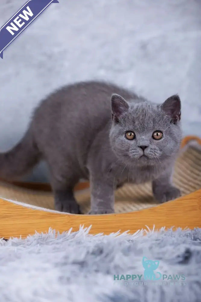 Tom British Shorthair male blue live animals