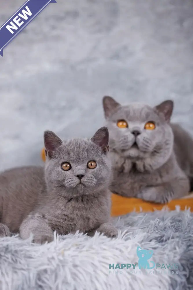 Tom British Shorthair male blue live animals
