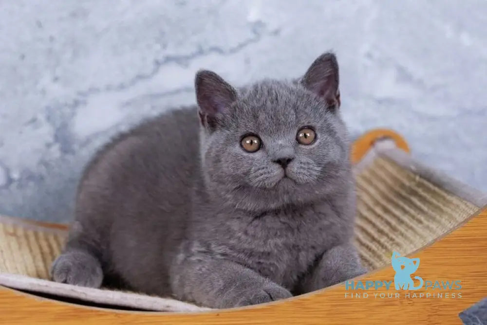 Tom British Shorthair male blue live animals