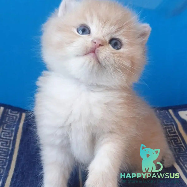 Tom British Shorthair male lilac golden chinchilla - live animals