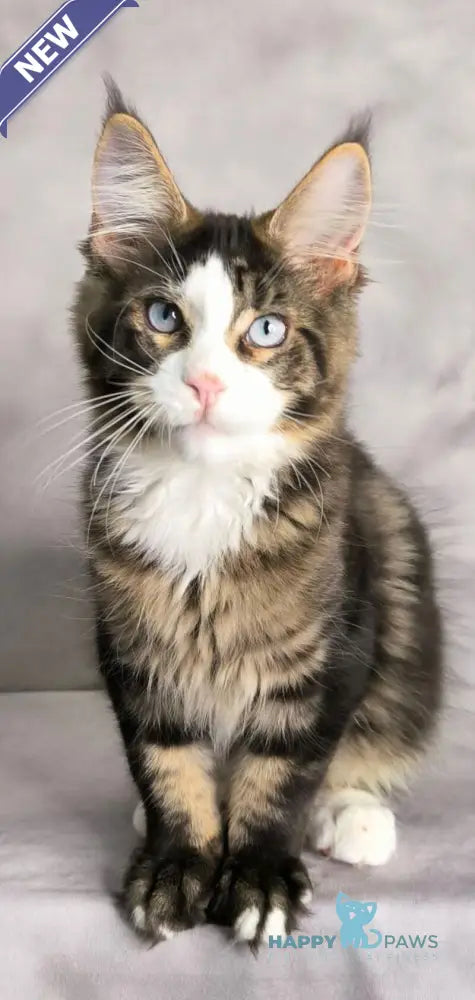 Tom Cruise Maine Coon male black with white tabby live animals