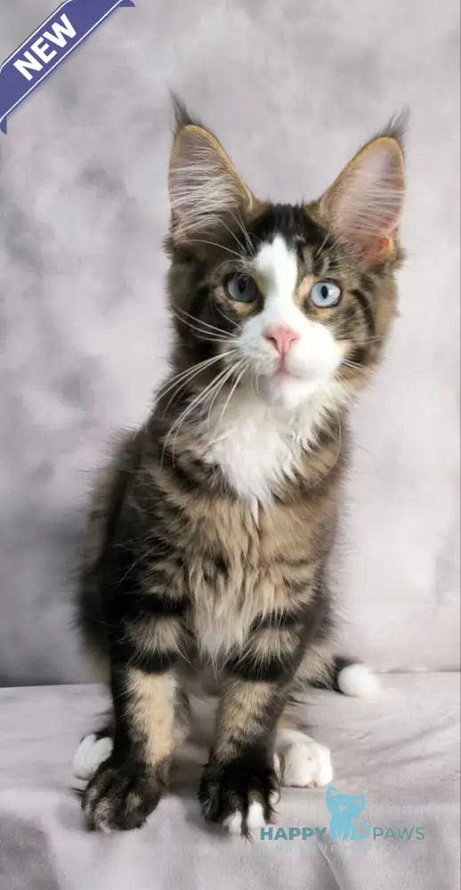 Tom Cruise Maine Coon male black with white tabby live animals