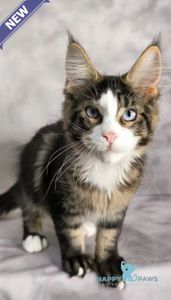 Tom Cruise Maine Coon male black with white tabby live animals