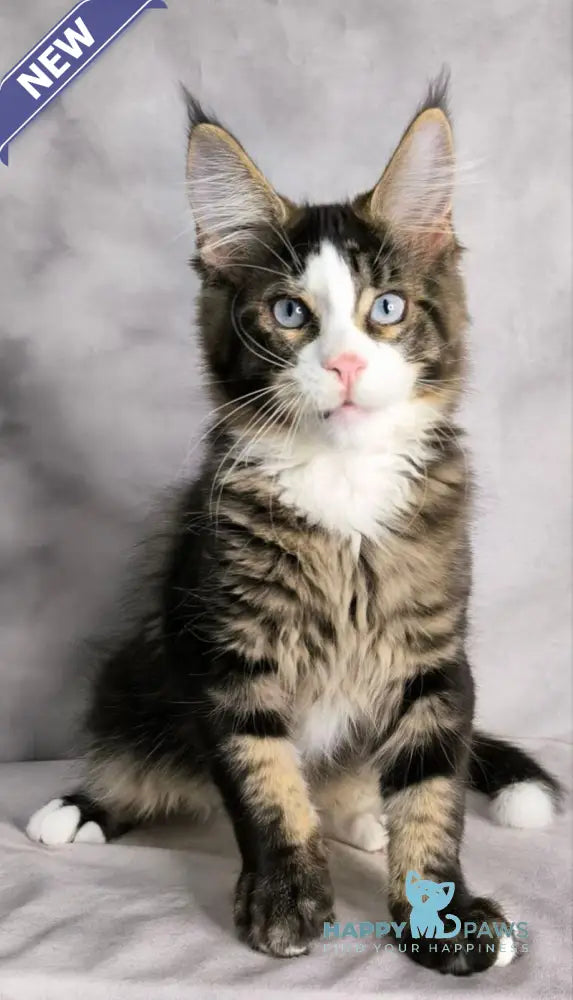 Tom Cruise Maine Coon male black with white tabby live animals
