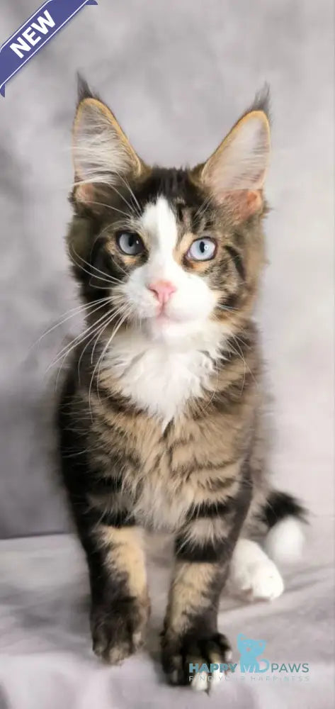 Tom Cruise Maine Coon male black with white tabby live animals