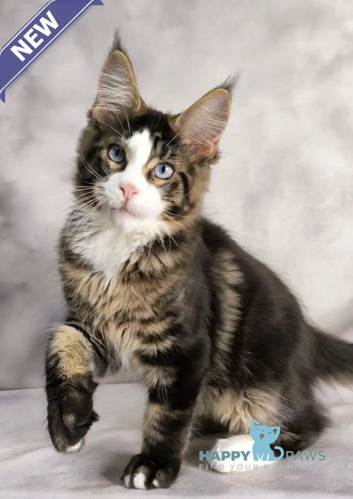 Tom Cruise Maine Coon male black with white tabby live animals