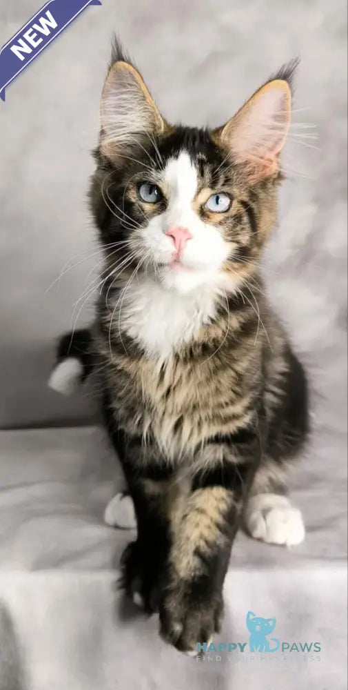 Tom Cruise Maine Coon male black with white tabby live animals