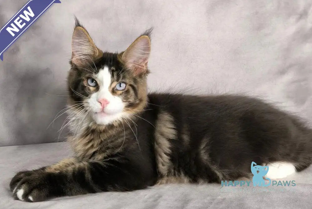 Tom Cruise Maine Coon male black with white tabby live animals