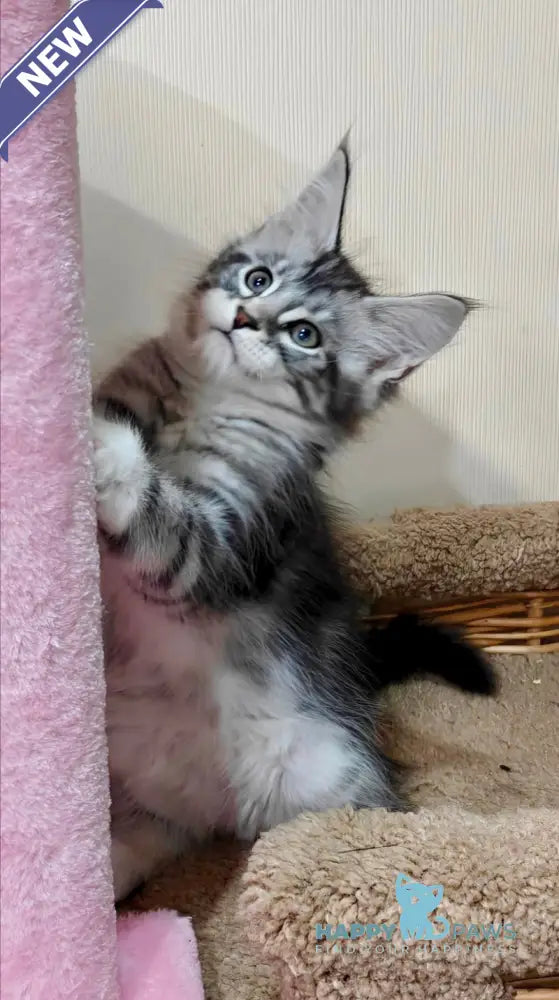 Tom Maine Coon male black silver tabby with white live animals