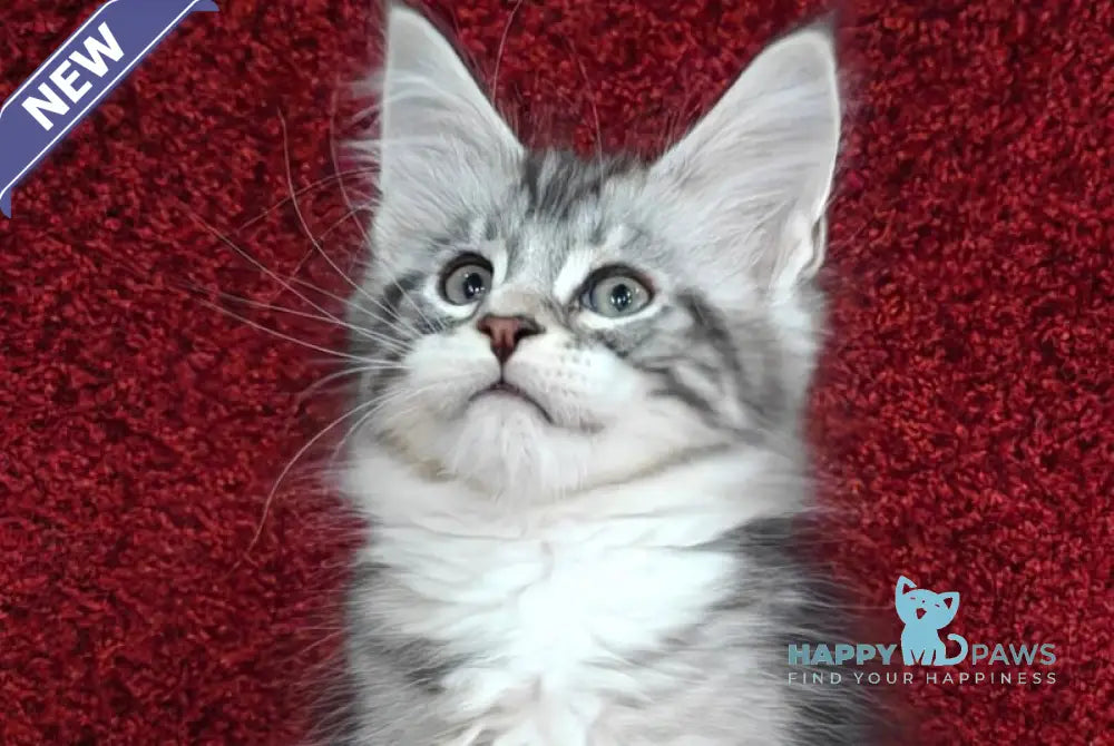 Tom Maine Coon male black silver tabby with white live animals