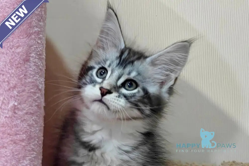 Tom Maine Coon male black silver tabby with white live animals