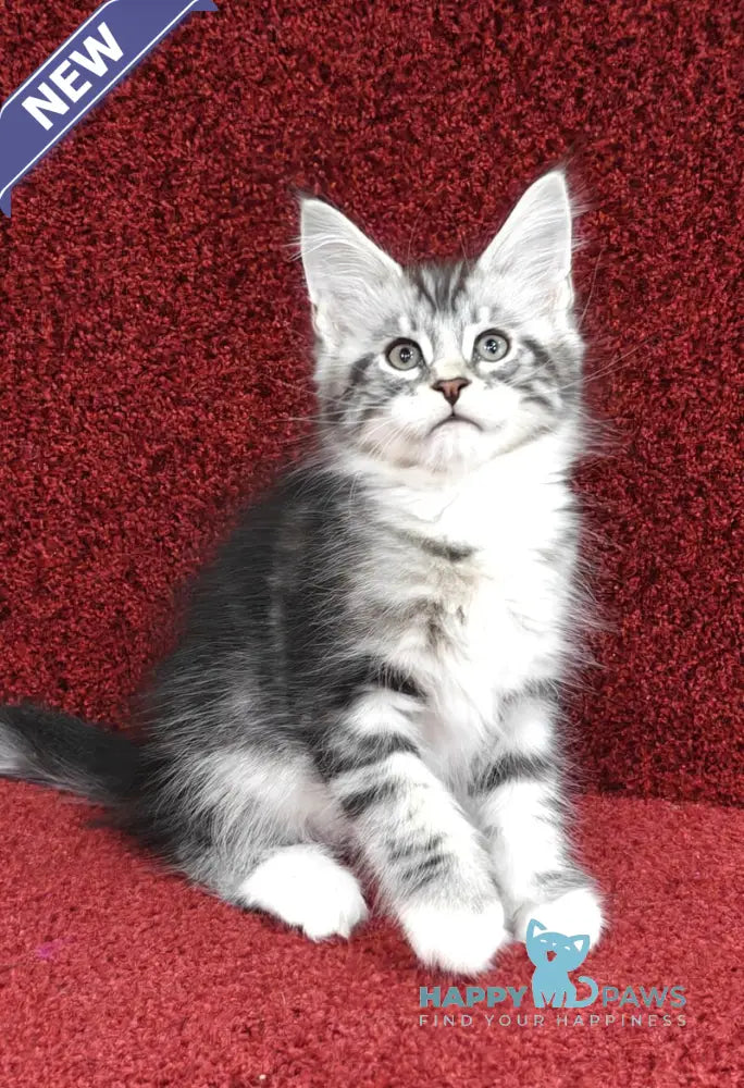 Tom Maine Coon male black silver tabby with white live animals