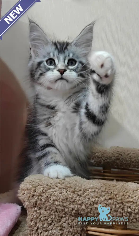 Tom Maine Coon male black silver tabby with white live animals