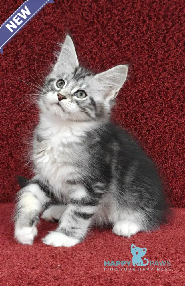 Tom Maine Coon male black silver tabby with white live animals