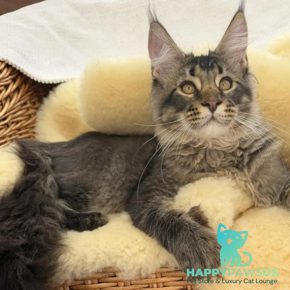 Tom Maine Coon male black ticked tabby - live animals