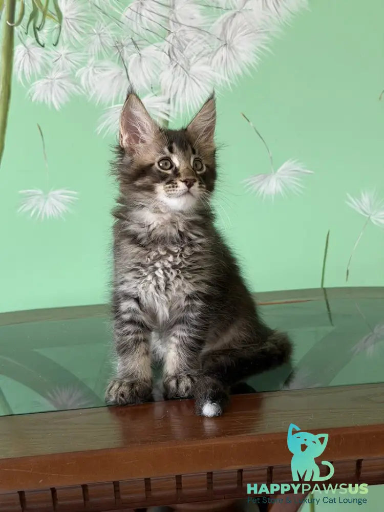 Tom Maine Coon male black ticked tabby - live animals