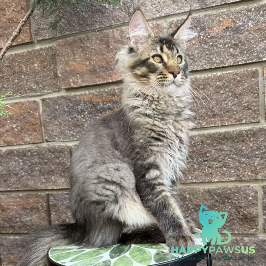 Tom Maine Coon male black ticked tabby - live animals