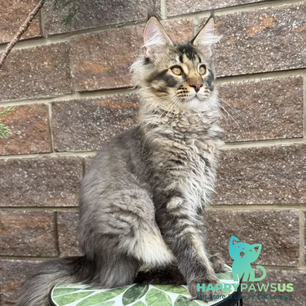 Tom Maine Coon male black ticked tabby - live animals