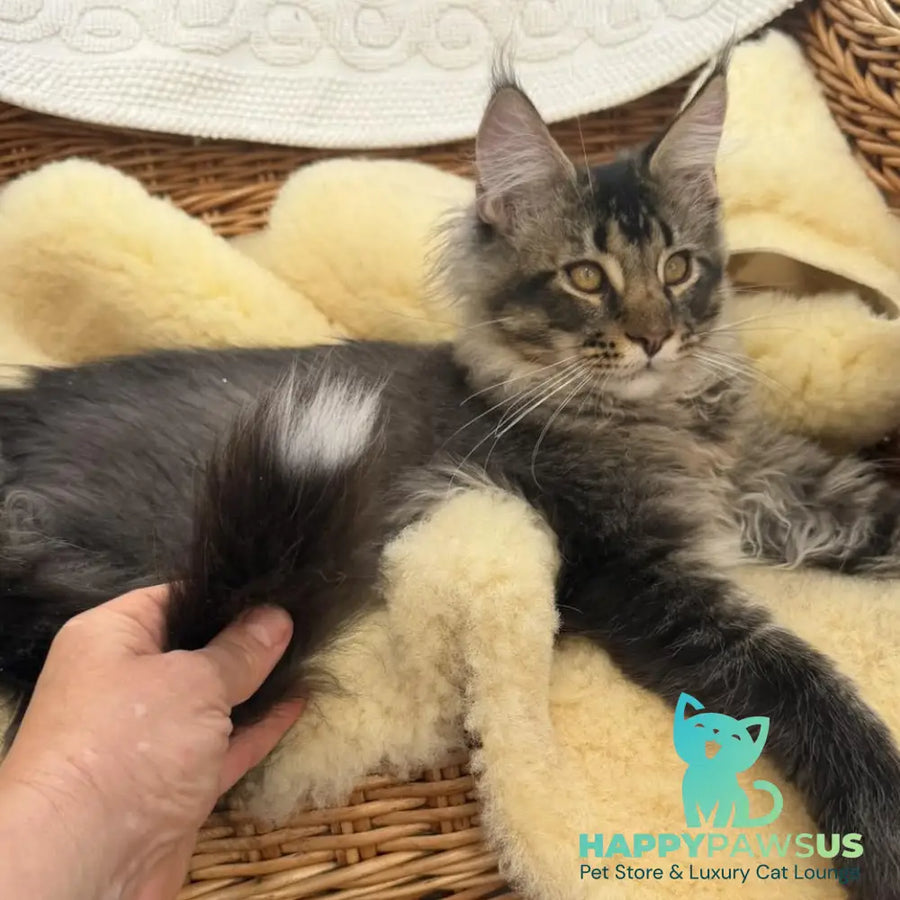 Tom Maine Coon male black ticked tabby - live animals