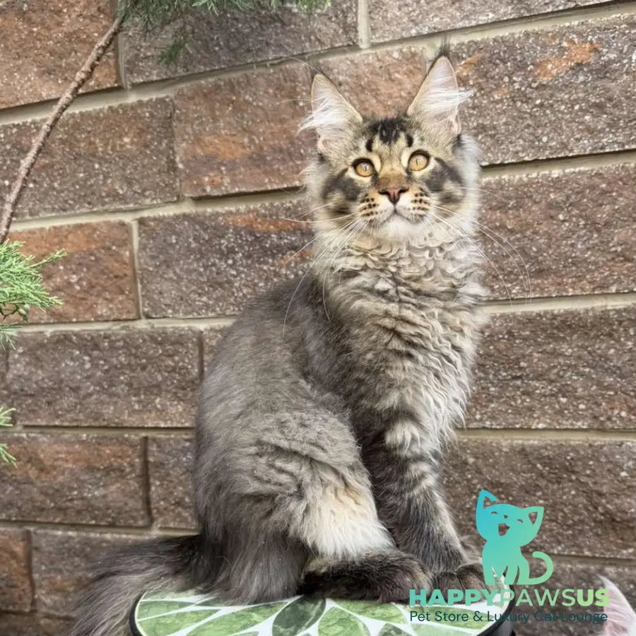 Tom Maine Coon male black ticked tabby - live animals
