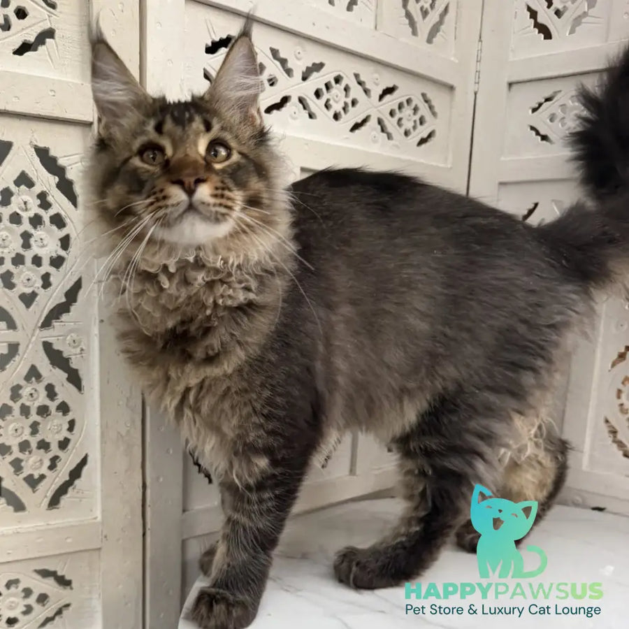 Tom Maine Coon male black ticked tabby - live animals