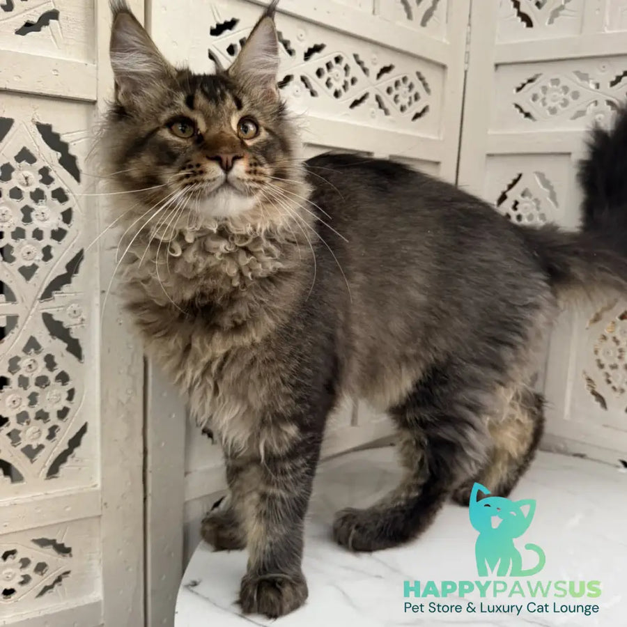 Tom Maine Coon male black ticked tabby - live animals