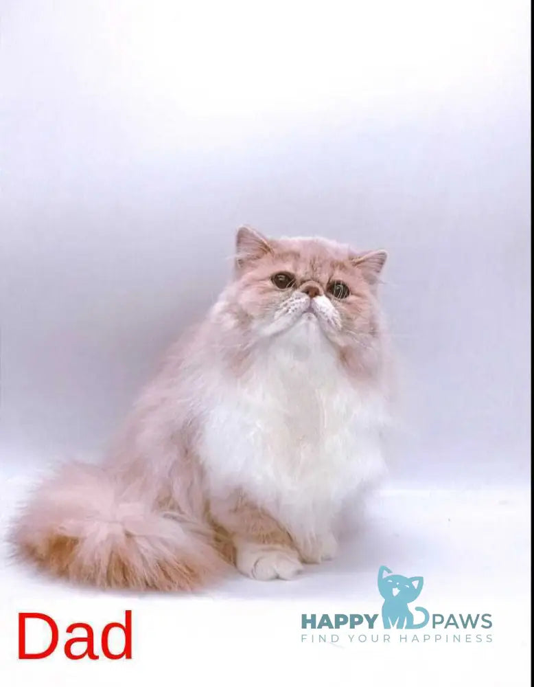 Tom Persian male blue bicolour live animals