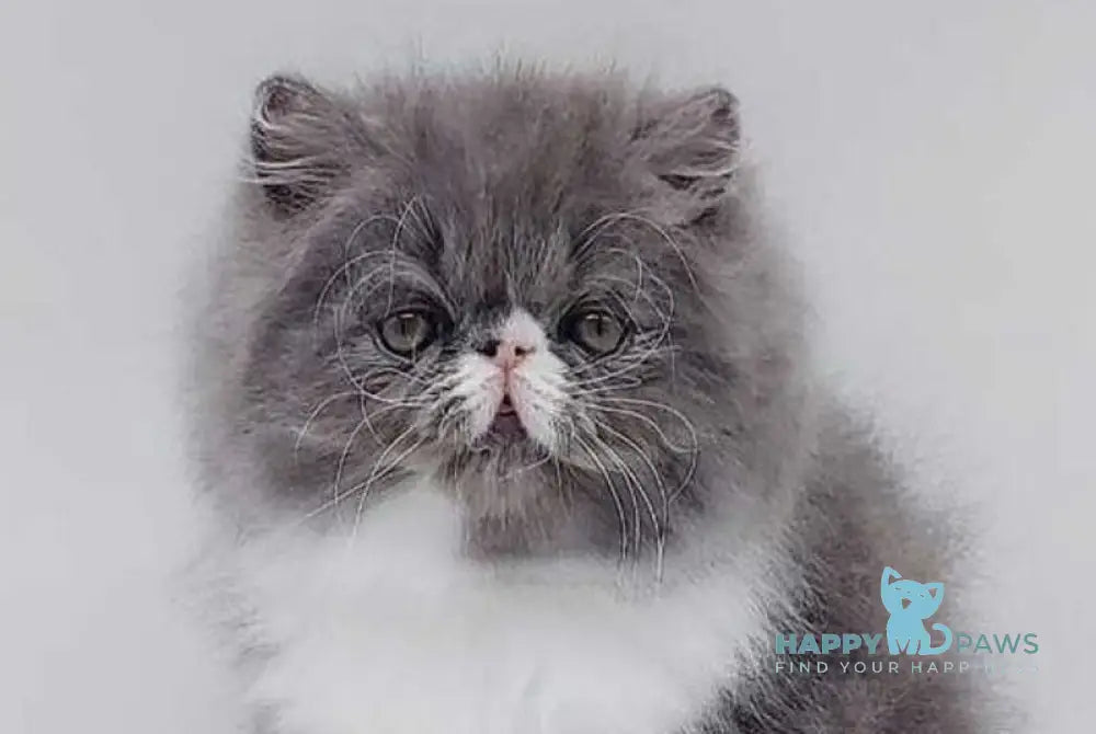 Tom Persian male blue bicolour live animals