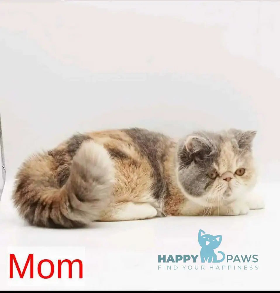 Tom Persian male blue bicolour live animals