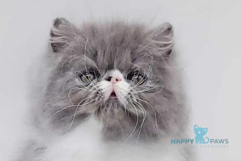 Tom Persian male blue bicolour live animals