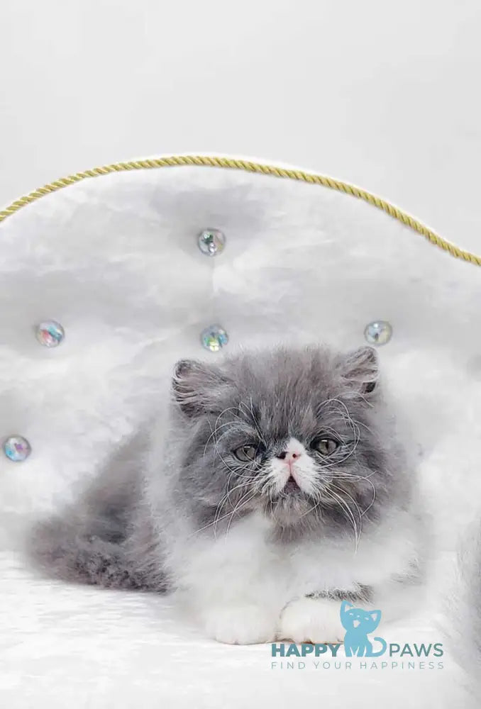 Tom Persian male blue bicolour live animals