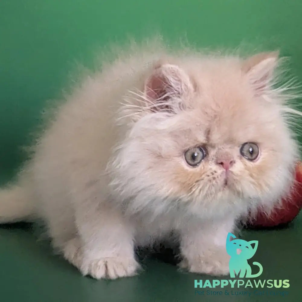 Tom Persian male cream tabby - live animals